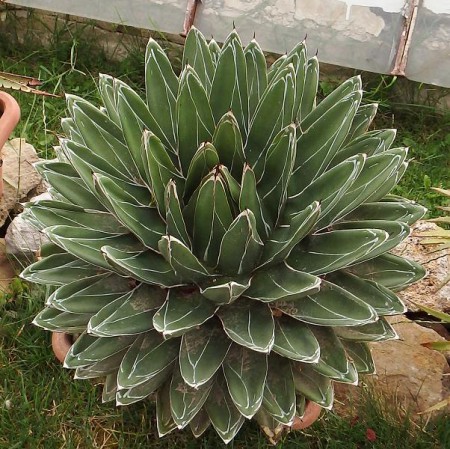 Agave victoria-reginae